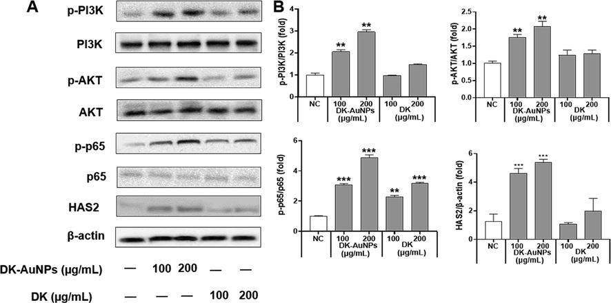 Effect of DK-AuNPs on the PI3K/AKT signaling pathway in HaCaT cells. (A) Protein expression of PI3k, AKT, p65, and HAS2 in HaCaT cells. (B) Results were quantified using the Image J software. Asterisks in the column indicate significant differences between sample and control *, #, p < 0.05; **, ##, p < 0.01; ***, ###, p < 0.001; ns, not significant.