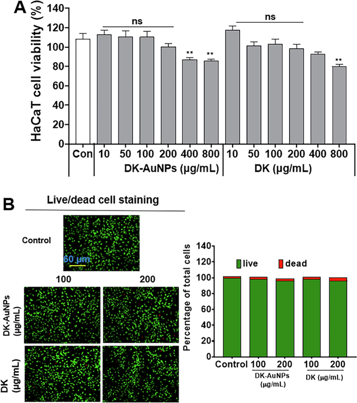 Cytotoxic effect of DK-AuNPs and DK, against human epidermal keratinocytes. (A) Cytotoxicity of indicated concentrations of DK-AuNPs and DK on HaCaT cells, as determined using MTT assay; (B) LIVE and DEAD staining in DK-AuNPs and DK treated HaCaT cells.