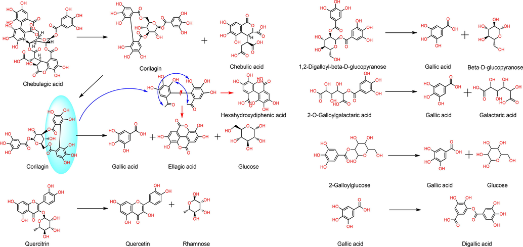 Main differential compounds transformation pathways.