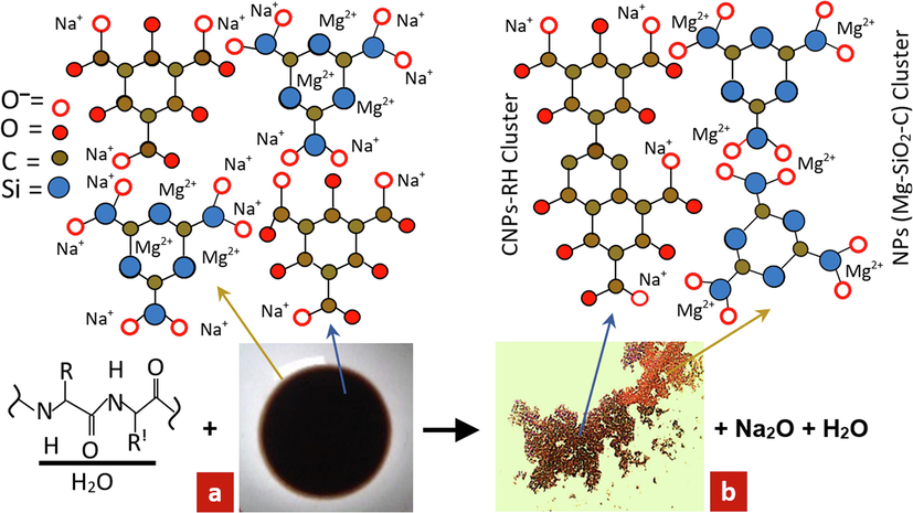 The effect of Carica papaya latex bio-catalyst on nanoparticle molecular clusters. a) CPs-RH with NaOH. b) coagulation product of CNPs-RH and Mg-SiO2-C cluster.