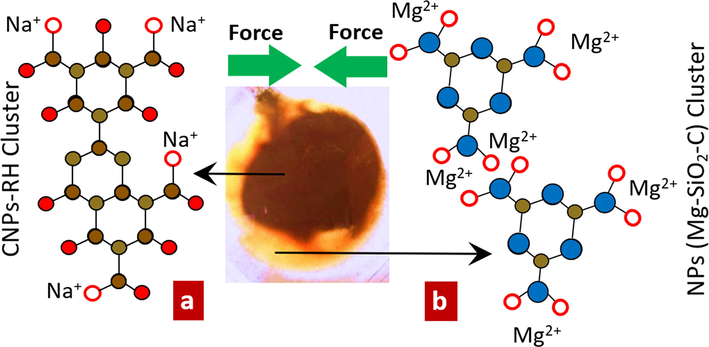 The effects of thermal shock on both clusters of CNPs-RH and Mg-SiO2-C. a). The dark brown CNPs-RH cluster. b). The light brown Mg-SiO2-C cluster.