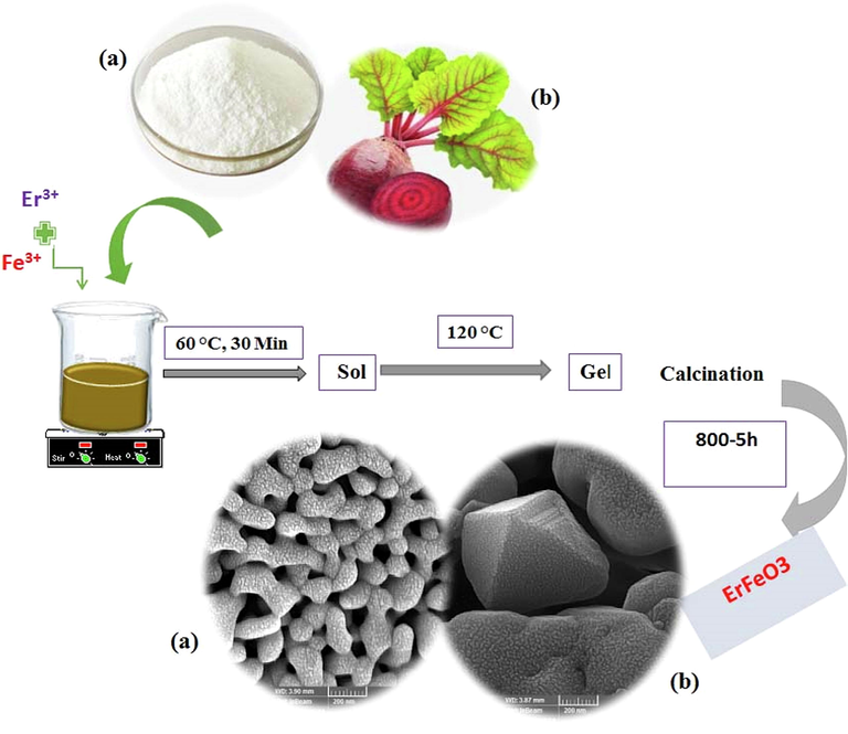 The formation process of the erfeo3 nanocrystalline powders by sol–gel auto-combustion method using sucrose and Sugar beet as combustion agent.