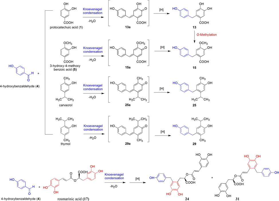 Hypothetical biogenetic pathway for new bisphenols (13, 15, 25, 29, 31).