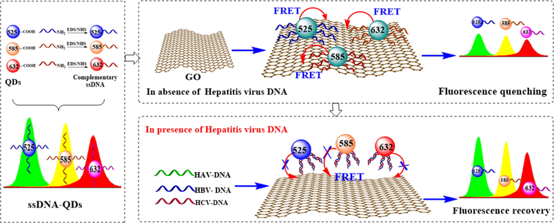 Schematic illustration of ssDNA-QDs/GO multicolor fluorescence system for synchronous screening of hepatitis virus DNA.