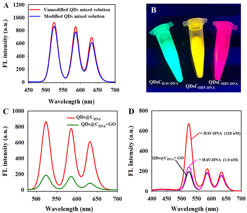 (A)The emission fluorescence spectra of the modified QDs and the unmodified QDs. (B) Photograph of the QDs@CHAV-DNA, QDs@CHBV-DNA, and QDs@CHCV-DNA under UV illumination. (C) The change of fluorescence emission spectra of QDs@CDNA in presence of GO (30 μg mL−1). (D) Fluorescence emission spectra of QDs@CDNA/GO with different concentrations of HAV-DNA (1.0 nM and 128 nM).