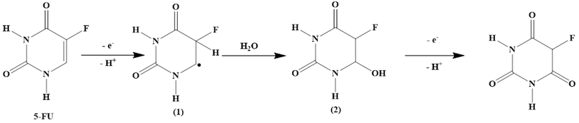 Possible mechanism of 5-FU oxidation reaction.