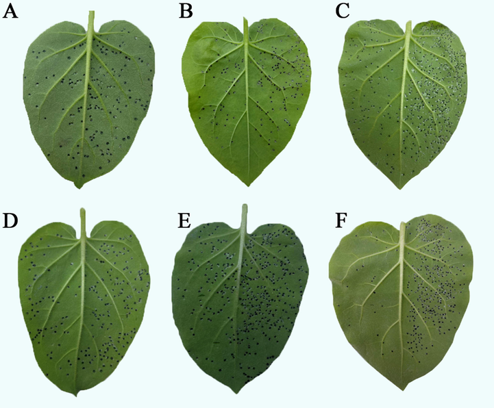 Morphological effects of G9 and ningnanmycin on TMV. G9 (A. Curation, B. Protection, C. Inactivation); ningnanmycin (D. Curation, E. Protection, F. Inactivation) (Left lobe: drug treated; Right lobe: blank control).