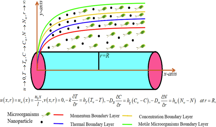 Physical behavior of the current fluid model.