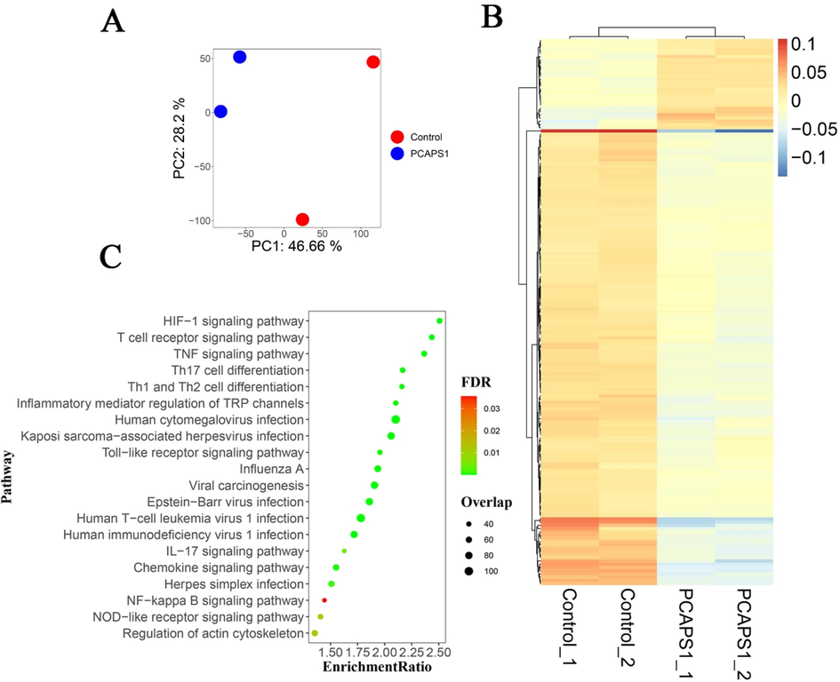 Based on the principal component analysis diagram of transcriptome data (A): the red dot and blue dot represented control and PCAPS1 group, respectively. Heat map clustering of the differentially-expressed genes between two samples (B): bars on the right red to blue bars indicate gene expression levels from high to low. The bubble diagram of the top twenty pathways KEGG signaling pathway enrichment analysis (C): the abscissa represented the enrichment ratio, the ordinate represented the pathway name, the color indicates the correlation coefficient, and the size represented the number of differentially expressed genes enriched into each functional gene set.