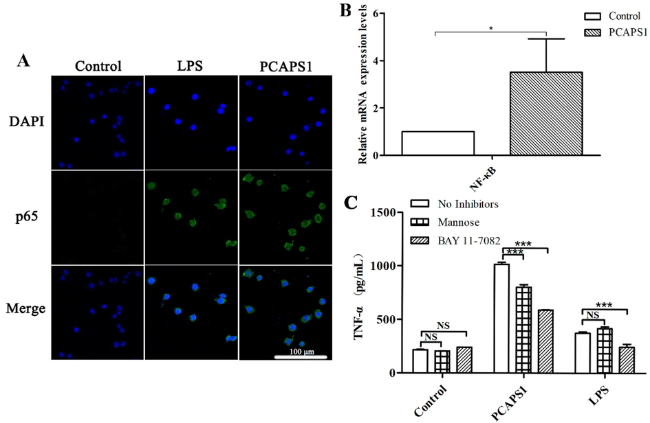 Effect of PCAPS1 on NF-κB activation in RAW 264.7 cells. PCAPS1 activated the p65 subunit of the NF-κB in RAW 264.7 cells. Cells were pretreated with PCAPS1 or LPS for 3 h, the fluorescence staining showed that NF-κB p65 protein transfer in the nucleus (Nuclei, blue labeled. NF-κB p65, green-labeled) (A). Effects on mRNA expression of NF-κB (B). Effects of BAY 11–7082 and mannose on PCAPS1-induced TNF-α secretion (C). (∗∗∗) represents P < 0.001 compared with the control group.