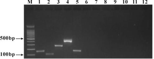 Primer-specific PCR electrophoresis. M: 100 bp Ladder, 1: beef DNA, 2: mutton DNA, 3: pork DNA, 4: horse meat DNA, 5: venison DNA, 6: chicken DNA, 7: duck DNA, 8: donkey meat DNA, 9: rat meat DNA, 10: mink meat DNA, 11: dog meat DNA, 12: blank control.