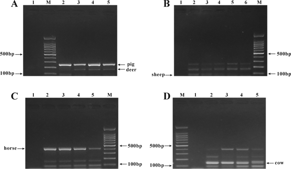 Screening of the optimum concentrations of five meat primers in the multiplex PCR reaction system. A. Screening of the best concentration of deer primers: M: 100 bp DNA ladder, 1: blank, 2: 1 μM, 3: 1.1 μM, 4: 1.2 μM, 5: 1.3 μM; B. Screening of the optimum concentration of sheep primers: M: 100 bp DNA ladder; 1: blank control; 2: 1 μM; 3: 0.8 μM; 4: 0.6 μM; 5: 0.4 μM; 6: 0.2 μM. C. Screening of the optimum concentration of horse primers. M: 100 bp DNA ladder; 1: blank control; 2: 0.1 μM; 3: 0.09 μM; 4: 0.08 μM; 5: 0.07 μM. D. Screening of the optimum concentration of bovine primers. M: 100 bp DNA ladder; 1: blank control; 2: 0.8 μM; 3: 0.6 μM; 4: 0.4 μM; 5: primer concentration 0.2 μM.