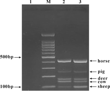 Electrophoresis of multiplex PCR products of five meat primers. M: 100 bp DNA ladder; 1: blank control; 2 and 3: mixed primers (the primer concentrations of cow, sheep, pig, horse and deer were 0.2 μM, 0.8 μM, 1 μM, 0.07 μM and 1.3 μM, respectively).