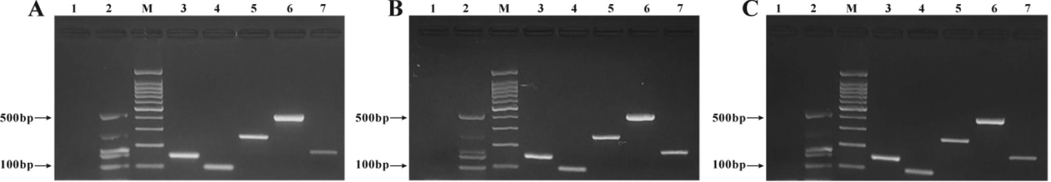 Reproducibility test of the self-developed multiplex PCR detection kit. A. Laboratory: molecular biology laboratory, School of Medical Technology, Beihua University; Experimenter: Duan Siqi, master degree, B. Laboratory: Jilin Province Traditional Chinese Medicine DNA Fingerprint Detection Technology Innovation Center; Experimenter: Jiang Haiying, graduate student. C. Laboratory: Jilin Leining Food and Drug Testing Technology Service Co., ltd.; Experimenter: Li Yingnuo, master degree. M: 100 bp DNA ladder; 1: Blank control; 2: Kit positive control; 3: Beef DNA; 4: Mutton DNA; 5: Pork DNA; 6: Horse DNA; 7: Venison DNA.