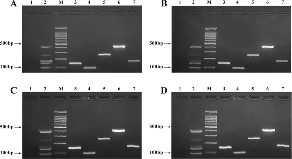 Stability test of the self-developed multiplex PCR detection kit. A: 3 Months; B: 6 Months; C: 9 Months; D; 12 Months; M: 100 bp DNA ladder; 1: Kit blank control, 2: Kit positive control; 3: Beef DNA; 4: Mutton DNA;, 5: Pork DNA; 6: Horse DNA; 7: Venison DNA.