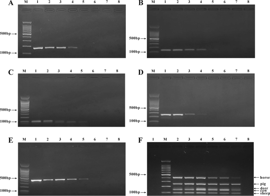 Sensitivity test of the self-developed multiplex PCR detection kit. A. Deer meat DNA detection. M: 100 bp DNA Ladder; 1: 100 ng/μL; 2: 10 ng/μL; 3: 1 ng/μL; 4: 100 pg/μL; 5: 10 pg/μL; 6: 1 pg/μL; 7: 0.1 pg/μL; 8: kit blank control. B. Beef DNA detection. M: 100 bp DNA Ladder; 1: 100 ng/μL; 2: 10 ng/μL; 3: 1 ng/μL; 4: 100 pg/μL; 5: 10 pg/μL; 6: 1 pg/μL; 7: 0.1 pg/μL; 8: Blank control. C. Mutton DNA detection. M: 100 bp DNA Ladder; 1: 100 ng/μL; 2: 10 ng/μL; 3: 1 ng/μL; 4: 100 pg/μL; 5: 10 pg/μL; 6: 1 pg/μL; 7: 0.1 pg/μL; 8: Blank control. D. Pork DNA detection. M: 100 bp DNA Ladder; 1: 100 ng/μL; 2: 10 ng/μL; 3: 1 ng/μL; 4: 100 pg/μL; 5: 10 pg/μL; 6: 1 pg/μL; 7: 0.1 pg/μL; 8: Blank control. E. Horse meat DNA detection. M: 100 bp DNA Ladder; 1: 100 ng/μL; 2: 10 ng/μL; 3: 1 ng/μL; 4: 100 pg/μL; 5: 10 pg/μL; 6: 1 pg/μL; 7: 0.1 pg/μL; 8: Blank control. F. Detection of mixed meat DNA in equal proportion. M: 100 bp DNA ladder; 1: Blank control; 2: 200 ng/μL; 3: 100 ng/μL, 4: 50 ng/μL; 5: 20 ng/μL; 6: 10 ng/μL; 7: 1 ng/μL; 8: 0.5 ng/μL.