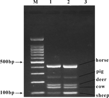 Multiplex PCR detection of mixed meat samples. M: 100 bp DNA ladder; 1: Positive control; 2: Mixed meat samples in equal proportion; 3: Blank control.