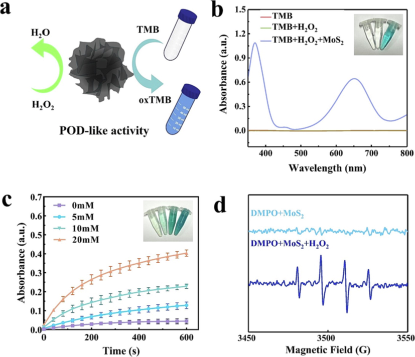 (a) Schematic diagram of MoS2 POD-like activity, (b) Ultraviolet visible absorption spectra of different groups of oxTMB and corresponding color developing solution (in order from left to right: TMB, TMB + H2O2, TMB + H2O2 + MoS2), (c) Time dependent absorbance of oxTMB after treatment with different H2O2 concentrations (0, 5, 10, and 20 mM) and the corresponding color development solutions (in order from left to right: 0, 5, 10, and 20 mM), (d) Spin-trapping ESR spectra of DMPO in MoS2 under different conditions.