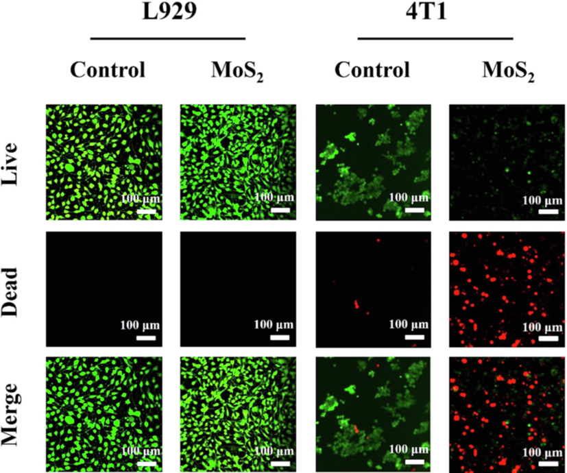 Laser copolymerization microscope images of AM and PI co-staining L929 and 4 T1.