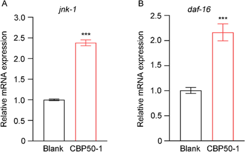 Relative mRNA expression. (A) jnk-1 expression. (B) daf-16 expression (*** is significant at the 0.001 level).