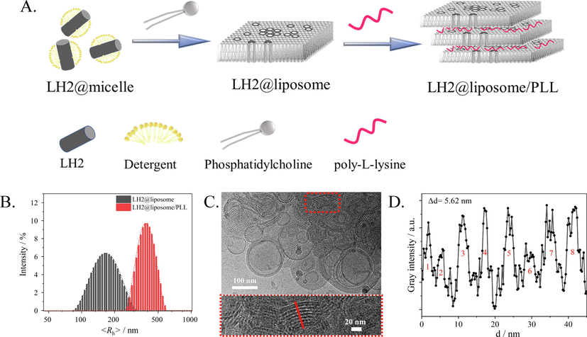 (A) A cartoon of the sample preparation. (B) Particles size distribution analysis by Dynamic Light Scatter. (C) Cryo-TEM image of LH2@liposome/PLL with lipid/protein molar ratio as 2000:1. The concentration of PLL was 8% as the mass ratio of lipid. (D) Statistic estimation of the membrane thickness as Δd by gray intensity analysis on the red-line marked region of (C). Cryo-TEM data were analyzed by software ImageJ.