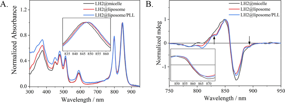 (A) UV–vis absorption spectra of LH2@micelle (black), LH2@liposome (red) and LH2@liposome/PLL (blue) normalized at B850. Insert graph was B850 region of samples. (B) Circular dichroism (CD) spectra of LH2@micelle (black), LH2@liposome (red) and LH2@liposome/PLL (blue).(For interpretation of the references to colour in this figure legend, the reader is referred to the web version of this article.)