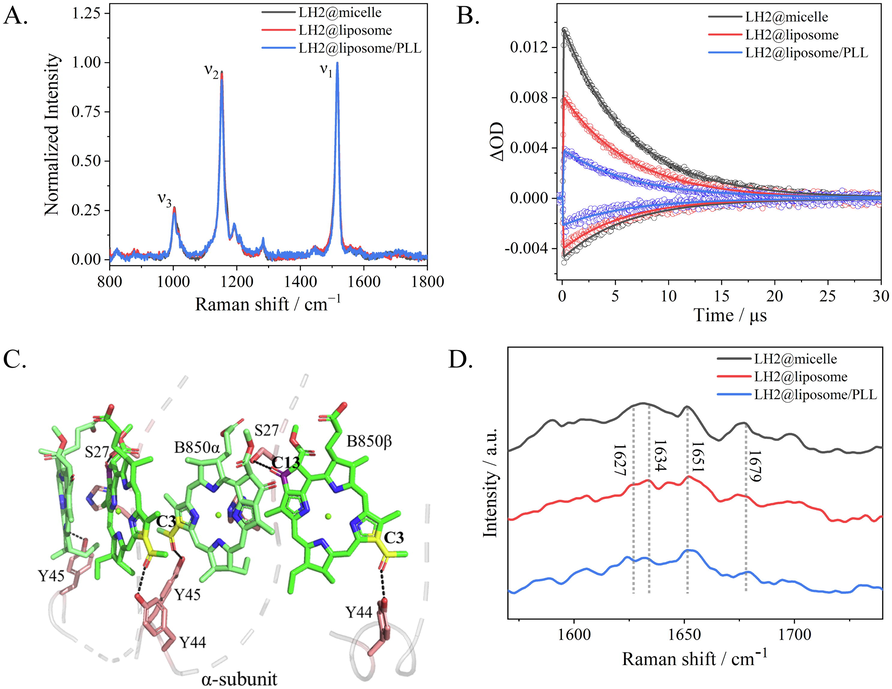 (A) Resonance Raman spectra of carotenoids in three samples, i.e. LH2@micelle (black), LH2@liposome (red) and LH2@liposome/PLL (blue). (B) Kinetic traces of the ground state bleaching (GSB) probed at 480 nm and excited state absorption (ESA) at 530 nm of carotenoids in three samples, LH2@micelle (black), LH2@liposome (red) and LH2@liposome/PLL (blue). (C) Structural model of two adjacent B850 dimer binding sites showing hydrogen bonds between LH2 α-Tyr44, α-Tyr45, and a C3-acetyl carbonyl on each BChl. α-Ser27 is hydrogen-bonded to the C131 keto on ring Ⅴ based on PDB ID: 7PBW structure. (D) Fourier transform Raman spectroscopy (FT-Raman) of LH2@micelle (black), LH2@liposome (red) and LH2@liposome/PLL (blue) range at 1570–1740 cm−1.(For interpretation of the references to colour in this figure legend, the reader is referred to the web version of this article.)