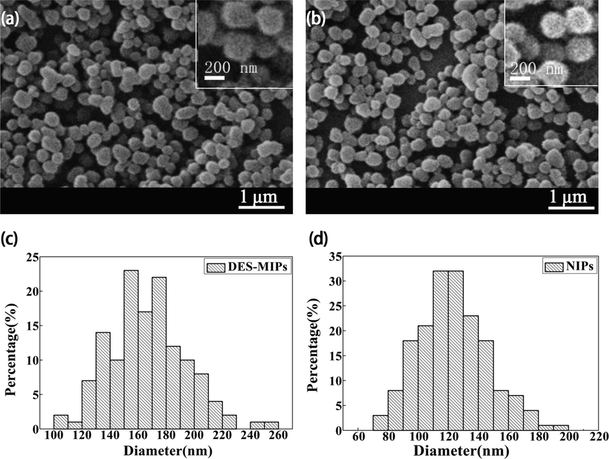 SEM of DES-MIPs (a) and NIPs (b) and particle size distributions of DES-MIPs (c) and NIPs (d).