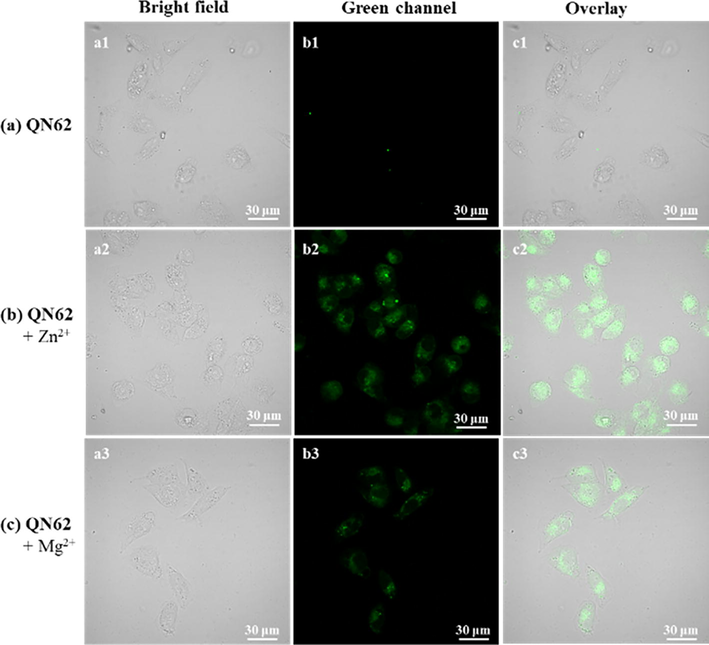 Bioimaging of exogenous Zn2+ and Mg2+ in MCF-7 cells with QN62 (10 μM). (a) Cells stained with QN62 for 30 min. (b) Cells treated with QN62 and then with 10 μM Zn2+ for 30 min. (c) Cells treated with QN62 and then with 10 μM Mg2+ for 30 min. a1-a3: Bright field; b1-b3: Green channel; c1-c3: Merged images. Green channel: λex = 405 nm and collection: 500–550 nm.