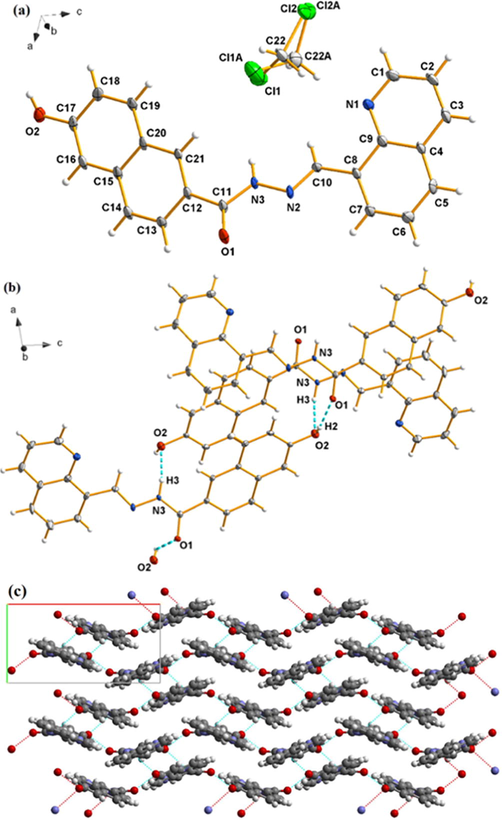 (a) Ortep view of QN62 drawn in 30 % probability thermal-displacement ellipsoids with the atom numbering scheme. (b) Part of the crystal structure of QN62 showing the intermolecular hydrogen bonds (dotted lines). (c) two-dimensional undulating structure of QN62. H-bonds are shown by dotted lines.