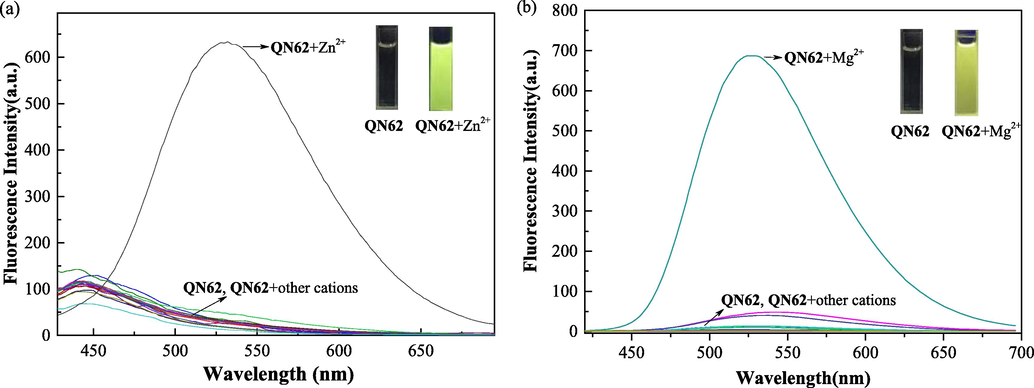 (a) Fluorescence responses of QN62 (20 μM) with different metal ions (20 μM) in DMSO-H2O (4:1, v/v) (λex = 400 nm). (b) Fluorescence responses of QN62 (20 μM) with different metal ions (20 μM) in ethanol-H2O (9:1, v/v) (λex = 385 nm). Inset: images of QN62 before and after addition of Zn2+/Mg2+ under 365 nm UV-light.