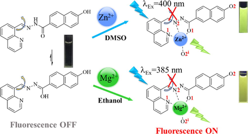 Plausible binding mode of QN62 for Zn2+ and Mg2+.