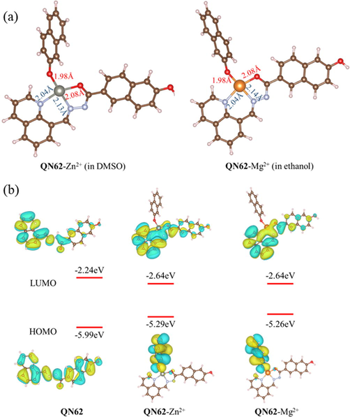 (a) Optimized structures of the complexes QN62-Zn2+ and QN62-Mg2+. (b) Frontier molecular orbitals of QN62, QN62-Zn2+ and QN62-Mg2+.