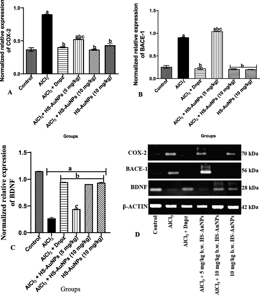 Expression pattern of COX-2 (A), BACE-1 (B) BDNF (C) and pictorial representation of the band density of agarose gel electrophoresis of the RT-PCR analysis of COX-2, BACE-1, BDNF and β actin (D) genes in control, AlCl3 and treatment groups. Each bar represents control normalized relative expression (gene/ β-actin). Results are expressed as mean ± SD. ap < 0.05 vs control, bp < 0.05 vs AlCl3 group, cp < 0.05 vs Dnpz group. Legend: AlCl3 - aluminum chloride; Dnpz – donepezil; HS-AuNPs- Hibiscus sabdariffa synthesized-gold nanoparticles.