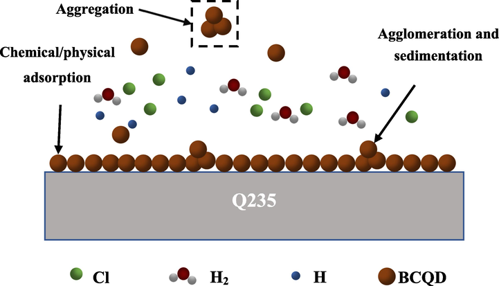 Protection mechanism of BCQDs on Q235 carbon steel in 1 M hydrochloric acid solution.