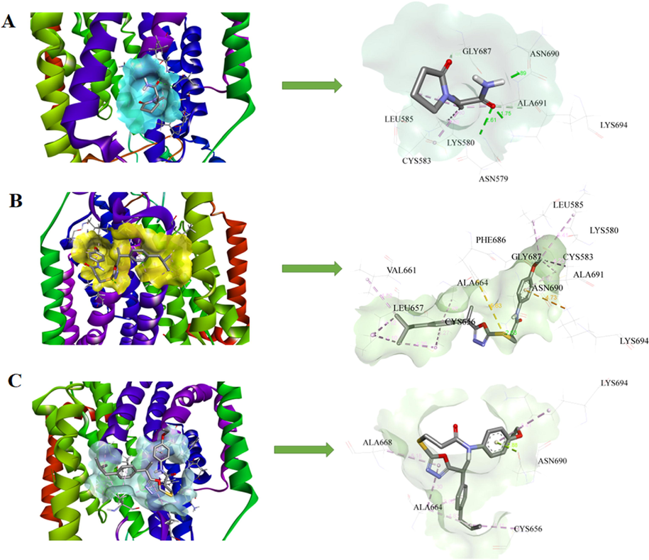 3D models and schematic representations of the interactions between SV2A and (A) LEV, (B) 7b and (C) 7c with their bond distances. Green dashed lines represent hydrogen bonding interactions. The π-sulfur interactions are represented by yellow dashed lines. Light pink and purple lines represent π-alkyl and π-π stacked interactions respectively.