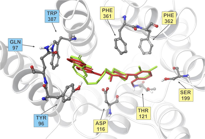 Superposition of docked ligand 8a (red) and aripiprazole (green) inside the receptor bind site with interacting residues forming OBS (yellow) and EBS (blue). Only key amino acid residues are shown for clarity.