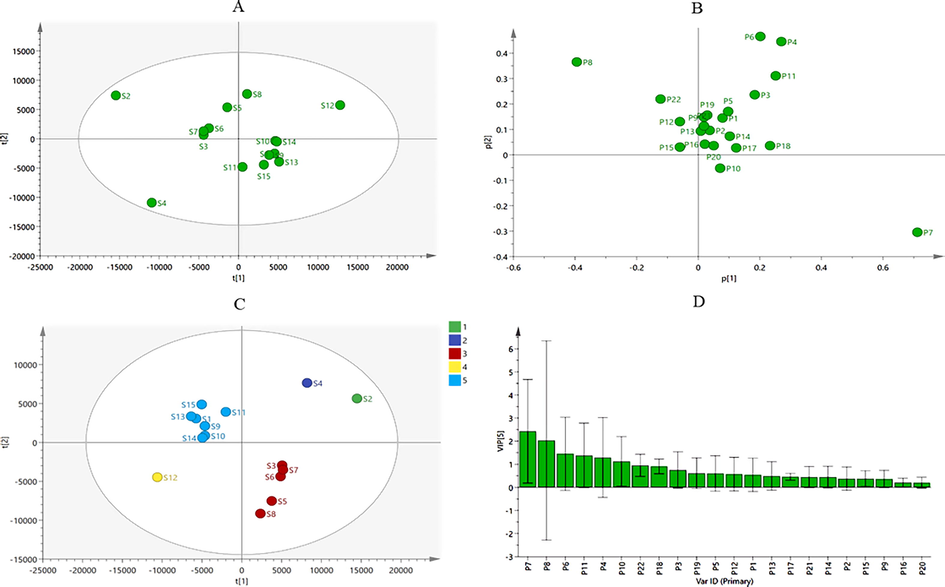 Fngerprint analysis of chemometrics for 15 batches of VN. (A) The PCA score plot of 15 batches of VN. (B) The PCA loading plot. (C) The PLS-DA score plot. (D) The PLS-DA variable importance plot (VIP) histogram of 15 batches of VN. (2. Verdine, 3. pseudojervine, 4. Veratrosine, 5. Vibeissine, 6. Jervine, 7. Veratramine, 8. Veratroylzygadenine, 9. Cyclopamine, 10. Cucurbitacin B, 11. Solanidine).