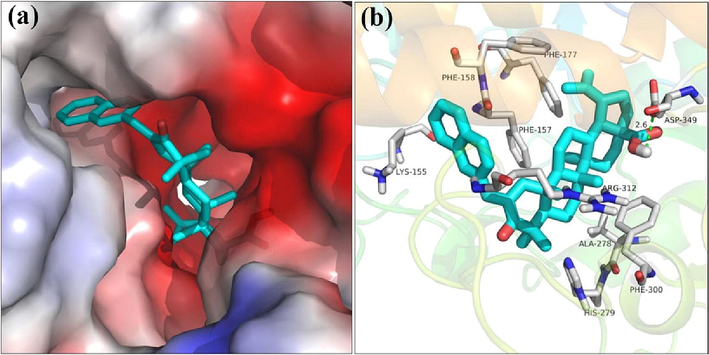 The molecular docking of α-glucosidase with compound 3q.