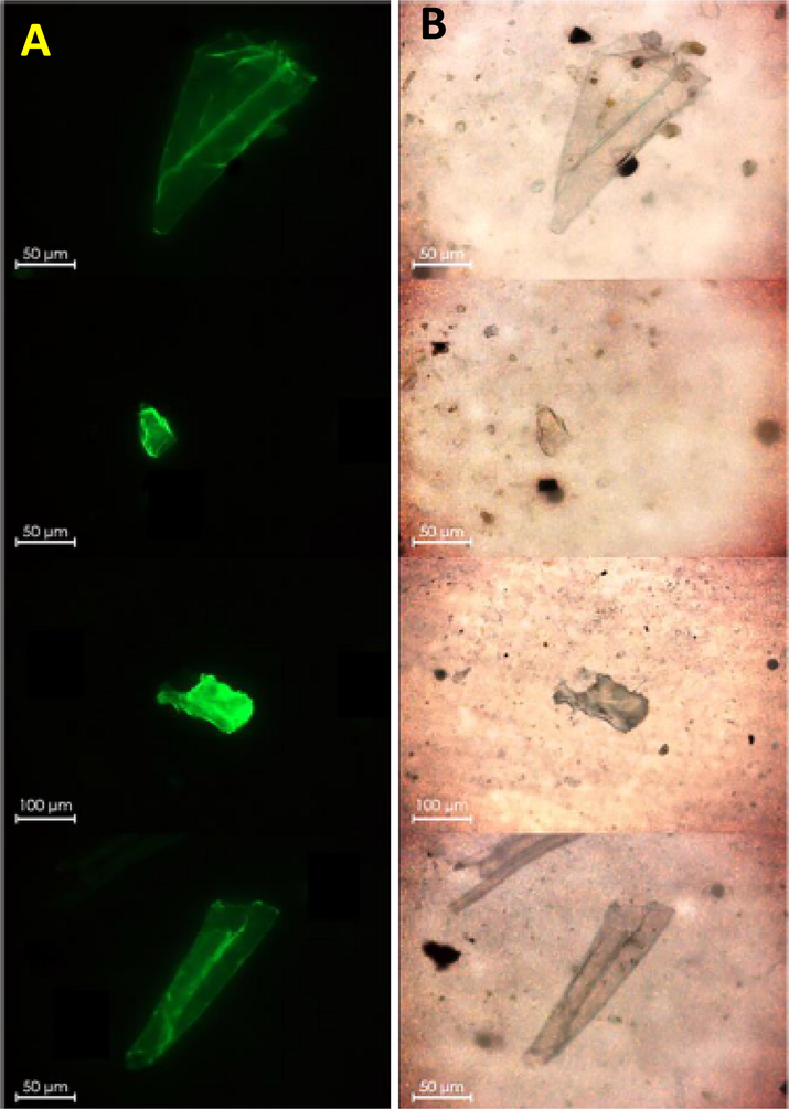 (A) Fluorescence microscopic images of Nile red stained (5 mg/mL in acetone) microplastic particles imaged on a filter surface. (B) Corresponding brightfiled images. A scale bar of 50 μm is provided in all the images. Reprinted with permission from Ref. (Iannilli et al., 2020).