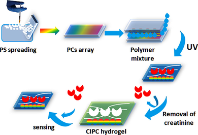 Schematic of the CIPC hydrogel fabrication.