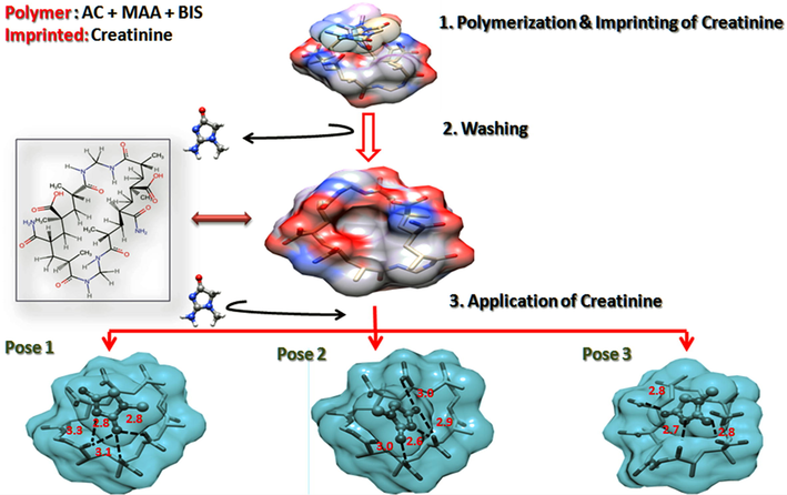 Molecular docking-based sensing mechanism. (a) Fabrication of CIPC-hydrogel. (b) Removal of creatinine. (c) Binding and sensing application.