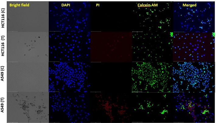 Cellular viability assay illustrating the live/dead cells due to the effect of NS-IONPs on HCT116 and A549. C, control; T, treated.