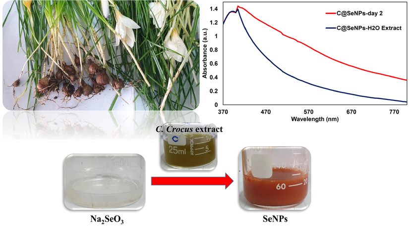 The UV–vis spectra of synthesized SeNPs by C. caspius aqueous extract.