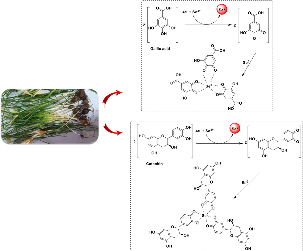 The possible mechanism of the biosynthesized selenium nanoparticles using Crocus caspius extract.