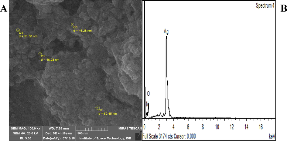 (A) SEM image and particle size of R. hastatus based AgNPs (B) EDS spectrum of R. hastatus based AgNPs.