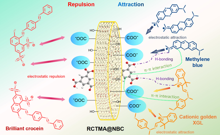 The possible adsorption mechanism of RCTMA@NBC towards cationic MB and golden XGL, as well as anionic brilliant crocein dyes.