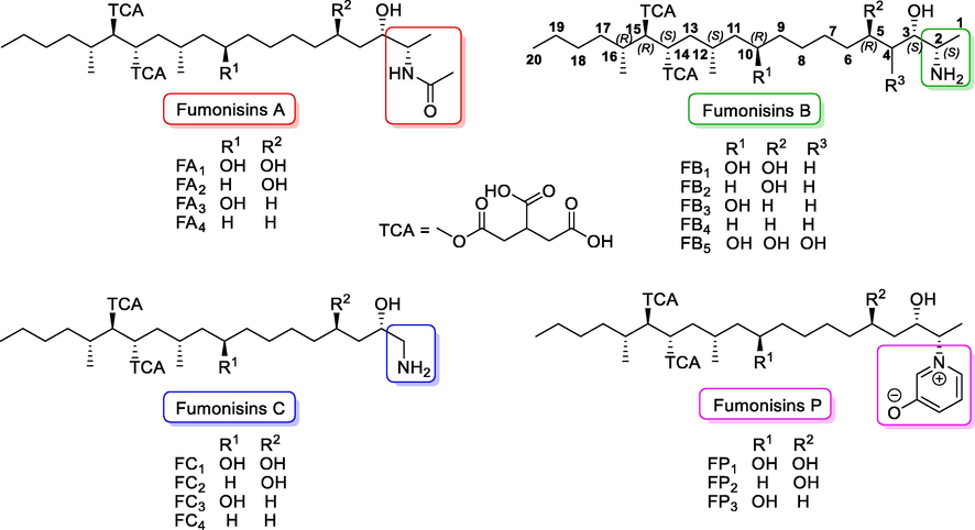 Selected chemical structures of fumonisins.