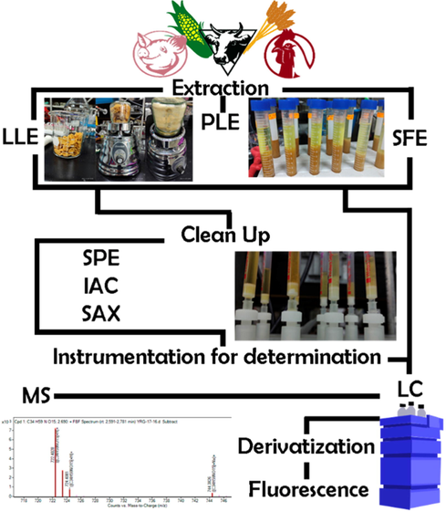 Workflow for fumonisin chromatographic analysis.