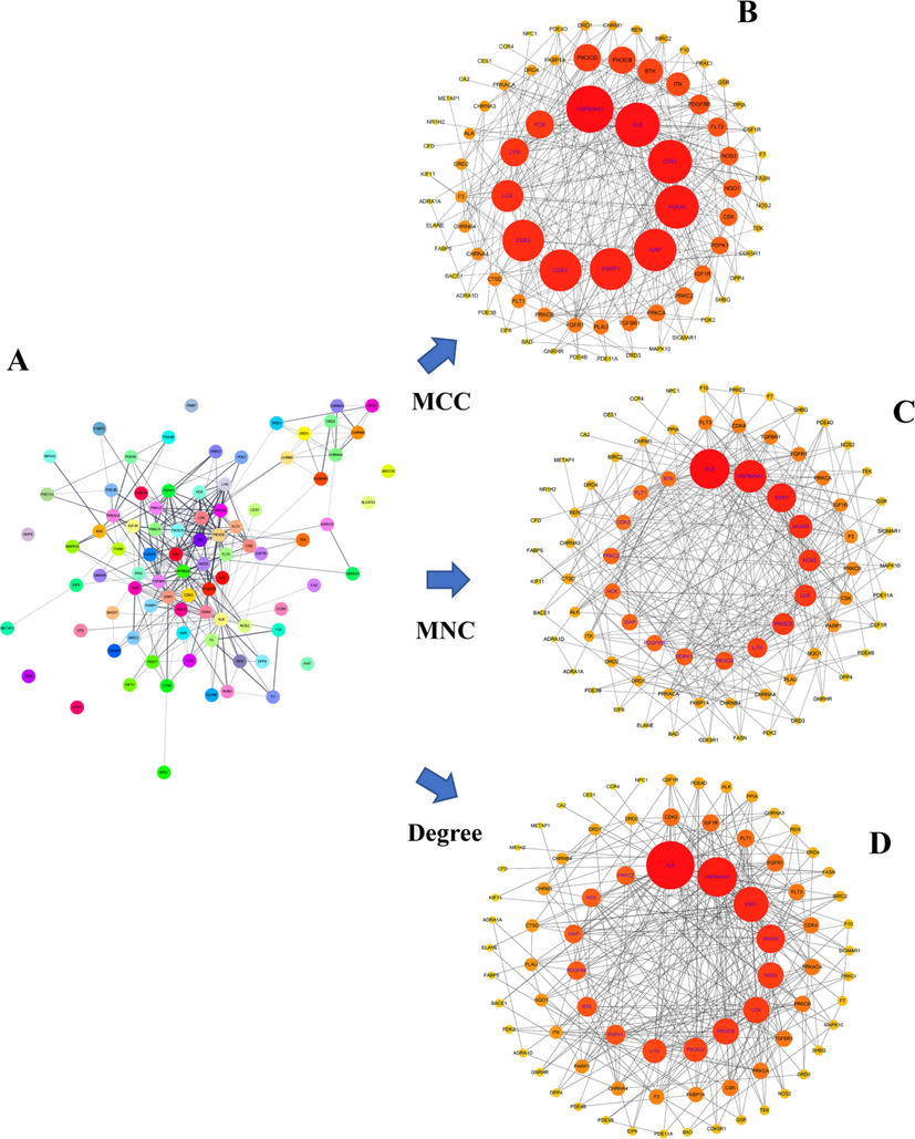 Information of PPI network. A: PPI network. B: PPI network under MCC parameter ranking. C: PPI network under MNC parameter ranking. D: PPI network under degree parameter ranking. In Figures B, C and D, networks are ordered clockwise from the HSP90AA1 or ALB target, where the larger and darker the circle of the node, the closer link between the target and other targets.